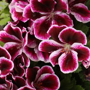 PELARGONIUM “Regal” (White with dark eye)