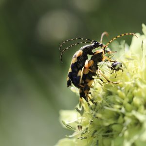 SCABIOUS (Cream) 15cm