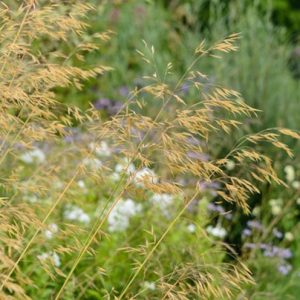 STIPA GIGANTEA Giant feather grass 17cm