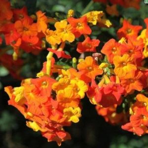 STREPTOSOLEN JAMESONII "Marmalade Bush" (Yellow) 15cm