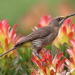 How to Create a Bird-Friendly Garden