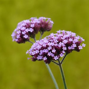 VERBENA RIGIDA 15cm