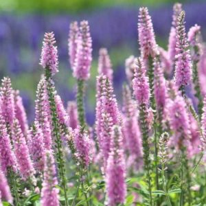 VERONICA SPICATA (Pink) 15cm