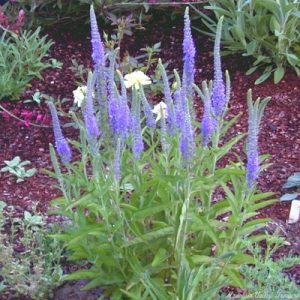 VERONICA SPICATA (Blue) 15cm