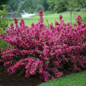 WEIGELIA (Deep pink) 10kg bag