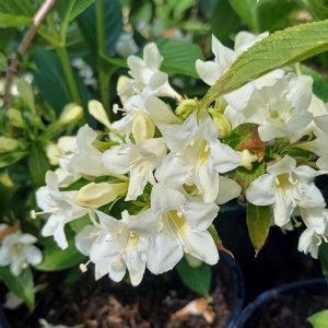 WEIGELIA (White)  10kg bag