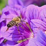 Pollinator-Friendly Garden