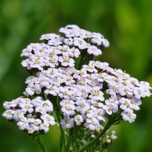 ACHILLEA MILLEFOLIUM white