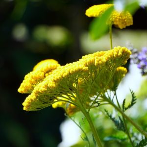 ACHILLEA MILLEFOLIUM