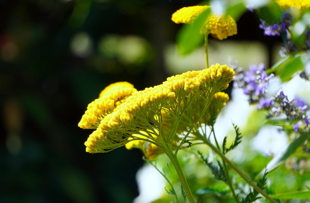 ACHILLEA MILLEFOLIUM