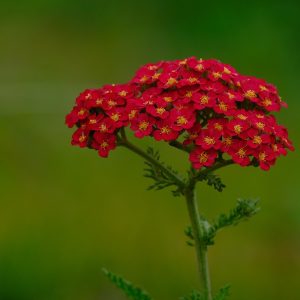 ACHILLEA MILLEFOLIUM (Red)