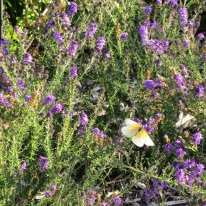 Selago villicaulis Purple Turtle 15cm pot