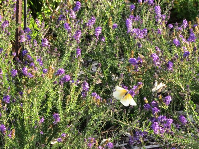 Selago villicaulis Purple Turtle 15cm pot