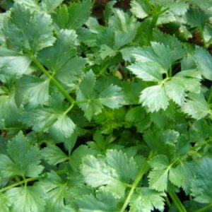 Celery Soup Starke 6pk