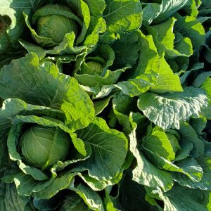 Cabbage Green Top Cut 6pk