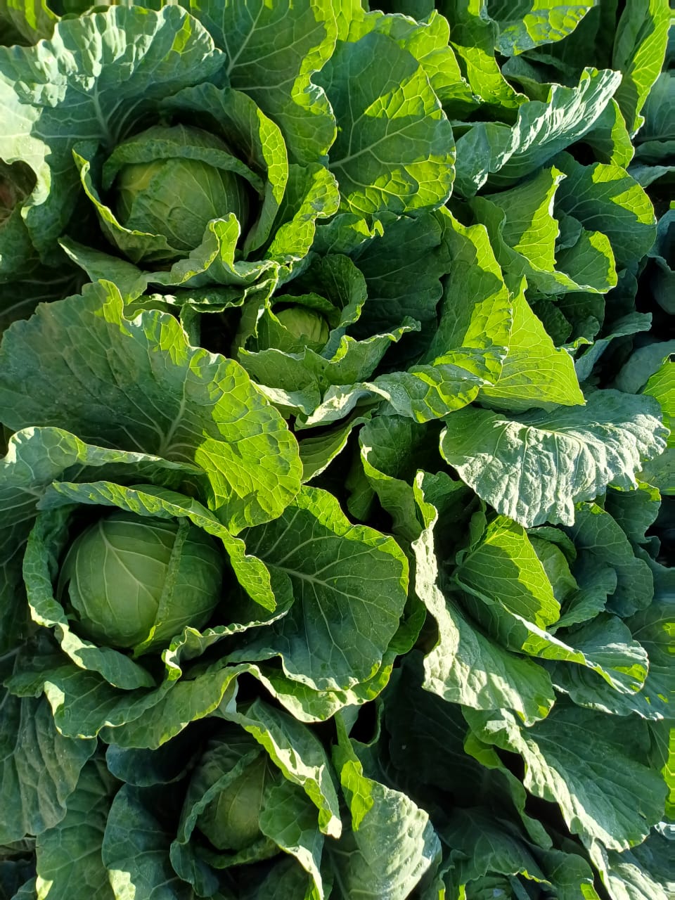 Cabbage Green Top Cut 6pk