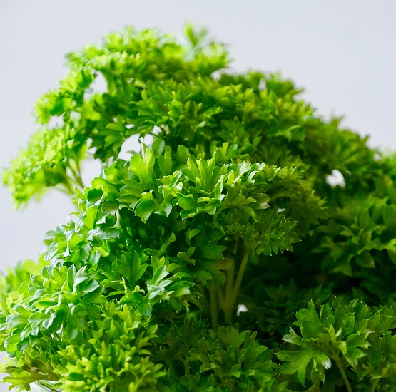 Parsley Curly 6pk