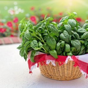 Basil Sweet Genovese 6pk