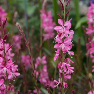Gaura Pink