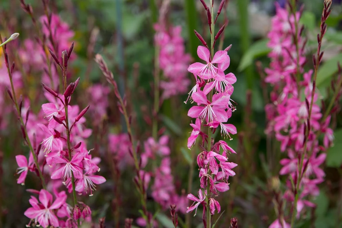 Gaura Pink