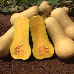 Butternut Waltham Select 6pk