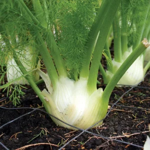 Fennel Green Florence 6pk