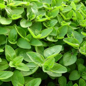Origanum 6pk