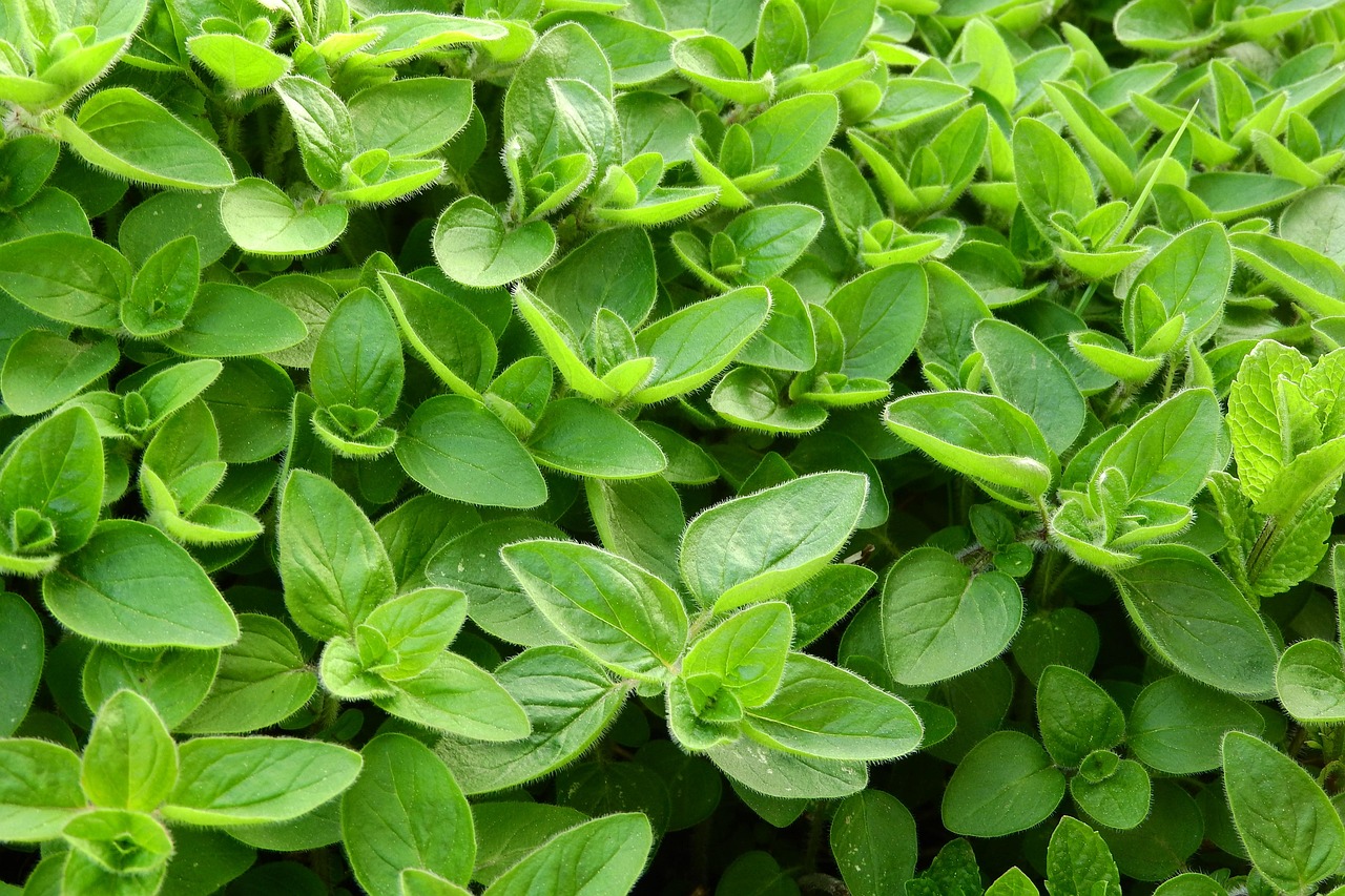 Origanum 6pk