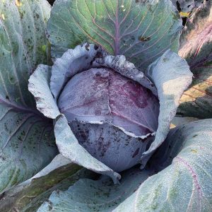 Cabbage Red Roadie 6pk