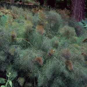 Fennel Smokey Bronze 6pk